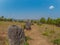 Giant Iron Age stone jars on wooded hill. Xiangkhoang Plateau, L