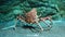 Giant japanese spider crab macrocheira kaempferi