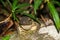 Giant jungle toad or River Toad , Asian giant toad Phrynoidis aspera, wildlife,Thailand