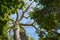 Giant Kapok tree in the Amazon rainforest, Tambopata National Reserve, Peru