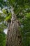 Giant kauri tree (Agathis australis), , Waipoua Forest, Northland, North Island, New Zealand