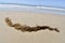 Giant Kelp on a beach, 1.