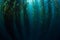 Giant Kelp Growing in Underwater Forest