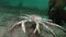 Giant king crab in search of food on Barents sea.