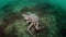 Giant king crab underwater on seabed Barents Sea in Russia.