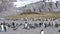 A giant King Penguin Colony at Gold Harbour, South Georgia Island.