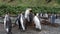 A giant King Penguin Colony at Gold Harbour, South Georgia Island.