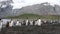 A giant King Penguin Colony at Gold Harbour, South Georgia Island.