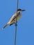 Giant Kingbird on a wire