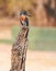 Giant Kingfisher