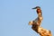 Giant Kingfisher