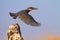 Giant Kingfisher