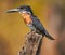 Giant Kingfisher