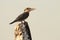 Giant Kingfisher