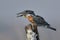 Giant Kingfisher eating a fish on a tree stump