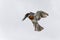 Giant Kingfisher flying in Kruger Natioanl Park South Africa