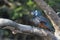 Giant kingfisher in tree