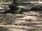 Giant komodo dragon in indonesia