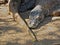 Giant komodo dragon in indonesia