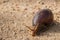 Giant land snail Achatina fulica slowly moving across a dirt road