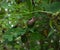 A Giant land snail is eating on top of a small leaf near a Sweet Leaf plant