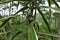 A Giant land snail is on the stem surface of a yellow striped Dracaena plant