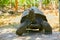 Giant land tortoise eating leaves in mouth