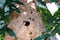 Giant large Paper Wasp nest on tree