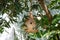 Giant large Paper Wasp nest on tree