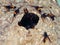 Giant large Paper Wasp nest on tree