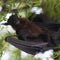 The giant laughing bat caught closely into the camera\\\'s lens