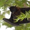 The giant laughing bat caught closely into the camera\\\'s lens