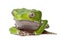 Giant leaf frog against white background