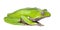 Giant leaf frog - Phyllomedusa bicolor