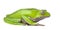 Giant leaf frog - Phyllomedusa bicolor