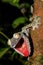 Giant Leaf-tail Gecko, Uroplatus fimbriatus, Madagascar