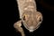 Giant leaf-tailed gecko, Uroplatus fimbriatus