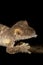 Giant leaf-tailed gecko, Uroplatus fimbriatus