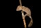 Giant leaf-tailed gecko, Uroplatus fimbriatus, Madagascar