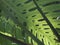 Giant leaf texture sunny day