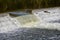 A Giant Leap: Salmon Fall Migration