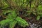 Giant Leather fern at Secret Woods Nature Center, Florida