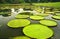 Giant leaves of Amazonian water lilies in Bogor