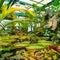 The giant leaves of the aquatic plant Victoria.