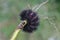 Giant Leopard Moth Caterpillar