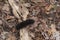 Giant Leopard Moth Caterpillar