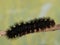 Giant Leopard Moth caterpillar on a tree branch.