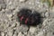 Giant Leopard Moth Caterpillar2