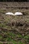 giant lepiots in the forest, macrolepiota, lepiota