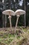 Giant lepiots in the forest, macrolepiota, lepiota